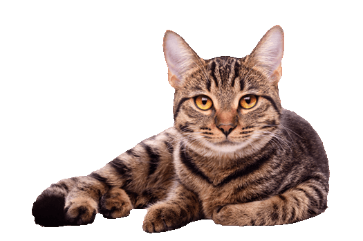 PNG HD Pictures Of Cats - 155937