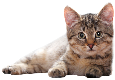 PNG HD Pictures Of Cats - 155938