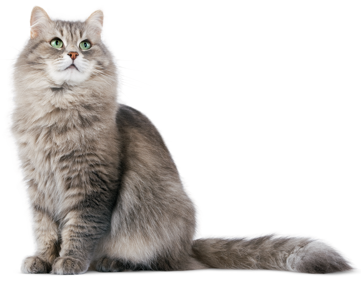 PNG HD Pictures Of Cats - 155920