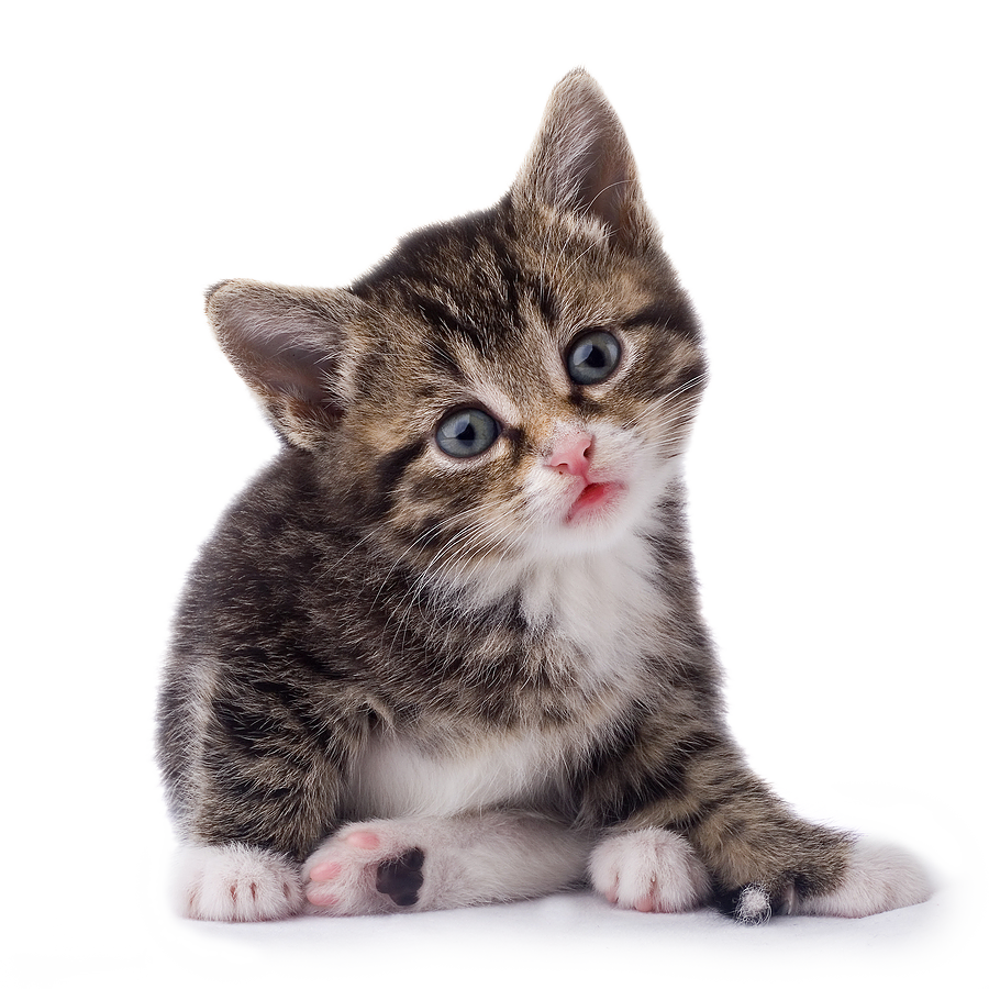 PNG HD Pictures Of Cats - 155932