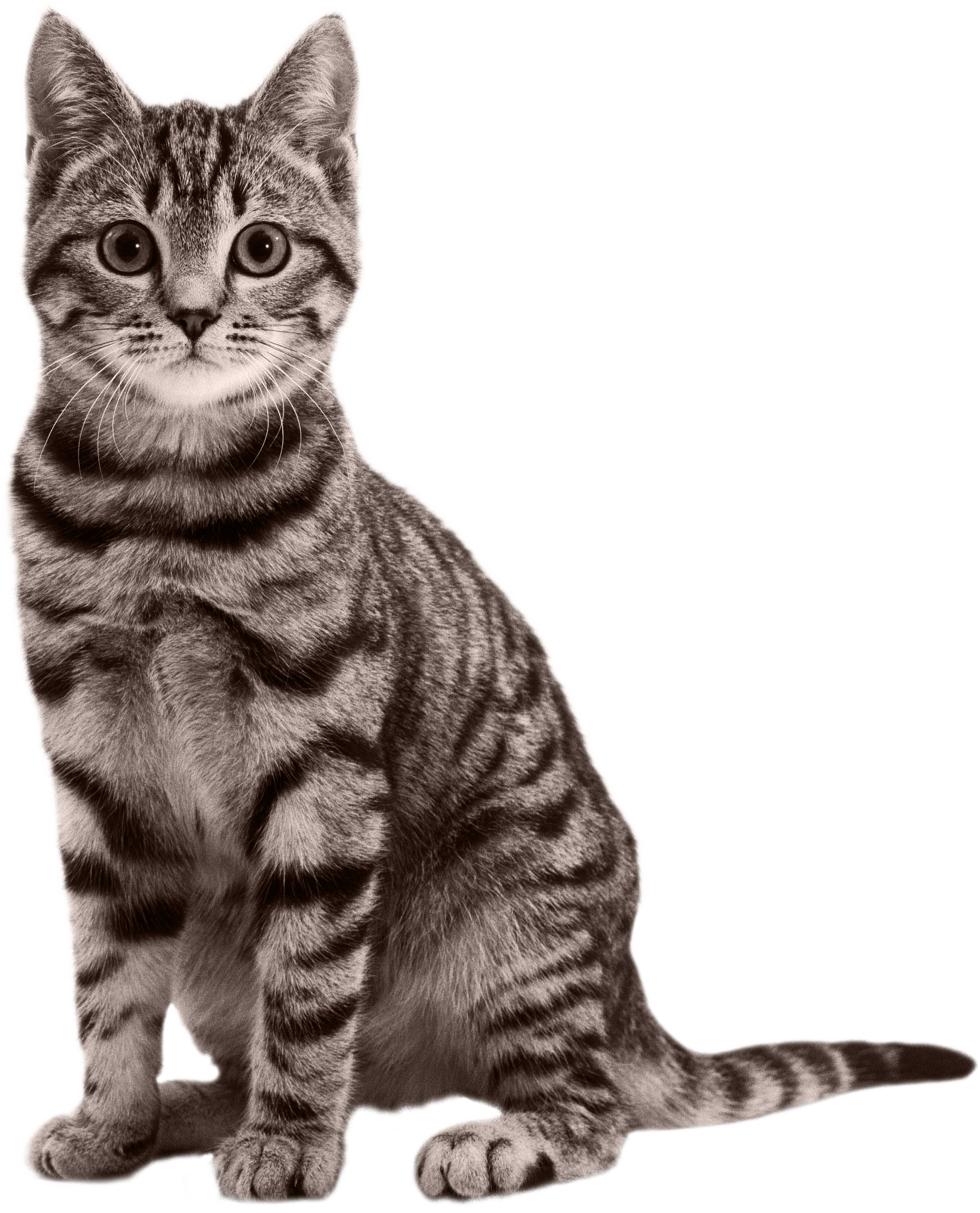 PNG HD Pictures Of Cats - 155925