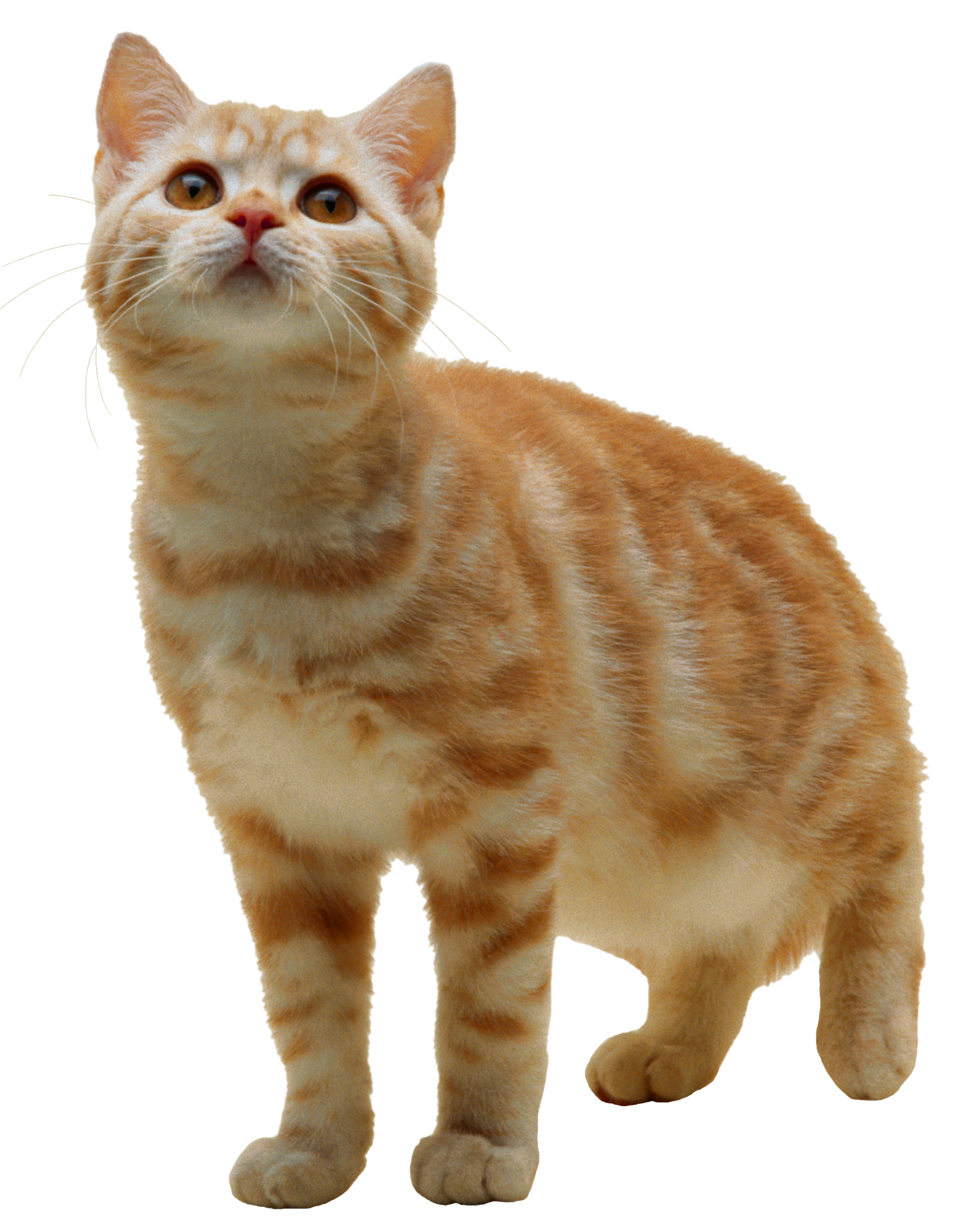 PNG HD Pictures Of Cats - 155927