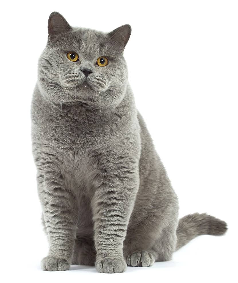 PNG HD Pictures Of Cats - 155926