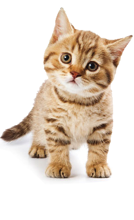 PNG HD Pictures Of Cats - 155933