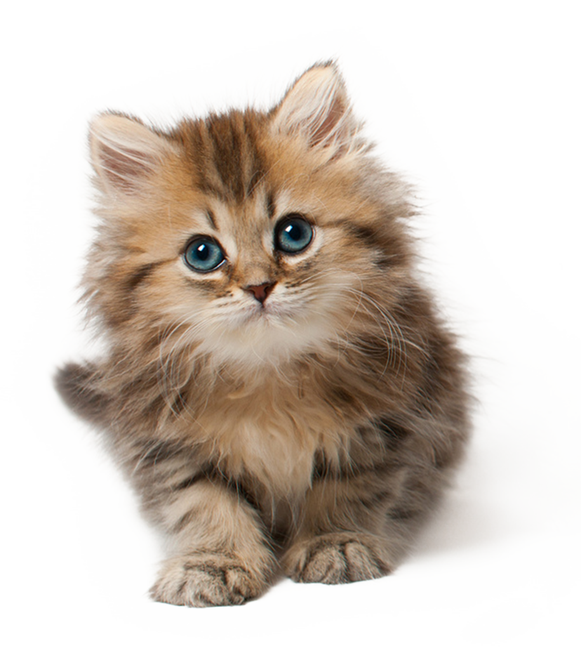 PNG HD Pictures Of Cats - 155923
