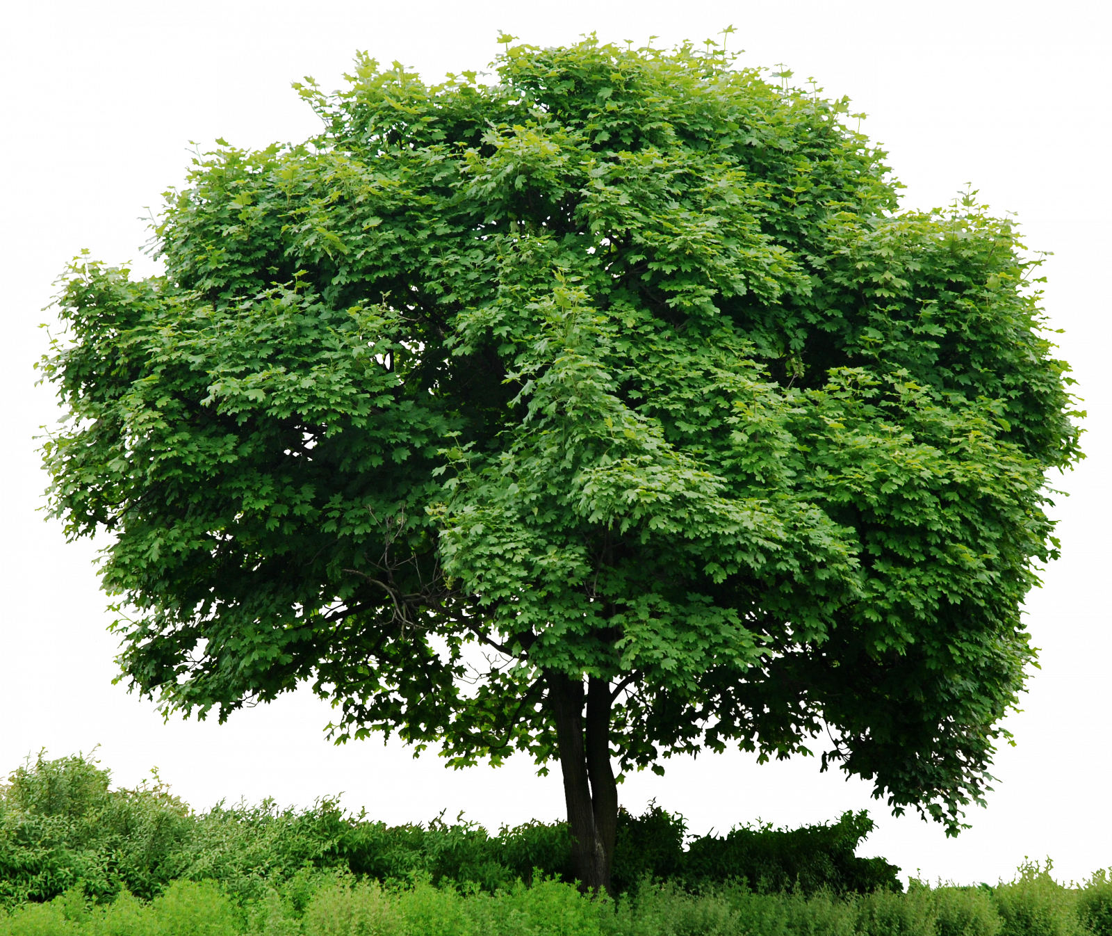 PNG HD Pictures Of Trees - 127655