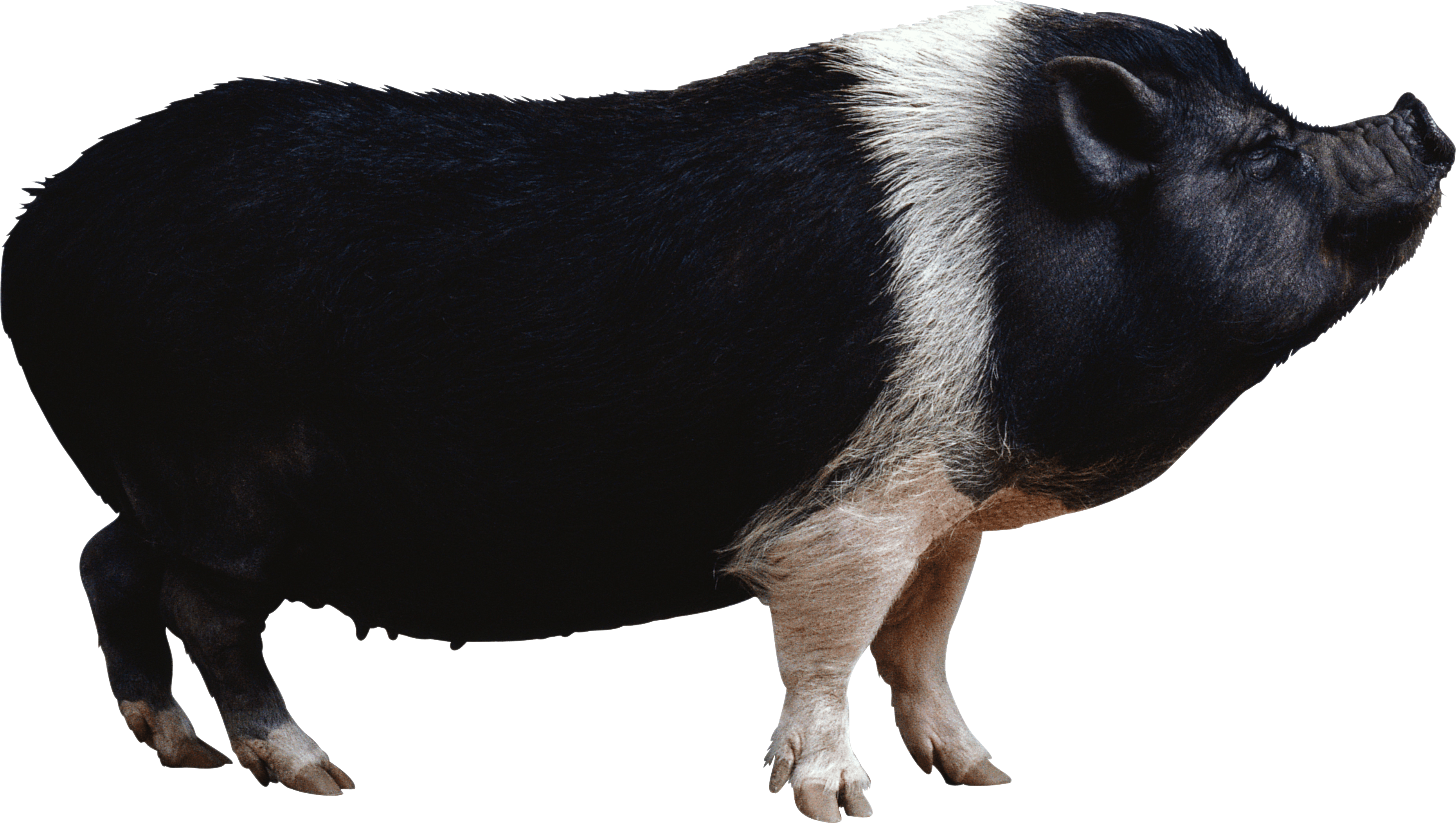 PNG HD Pig - 147243