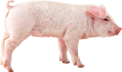 Full HD Pictures Pig 237x252