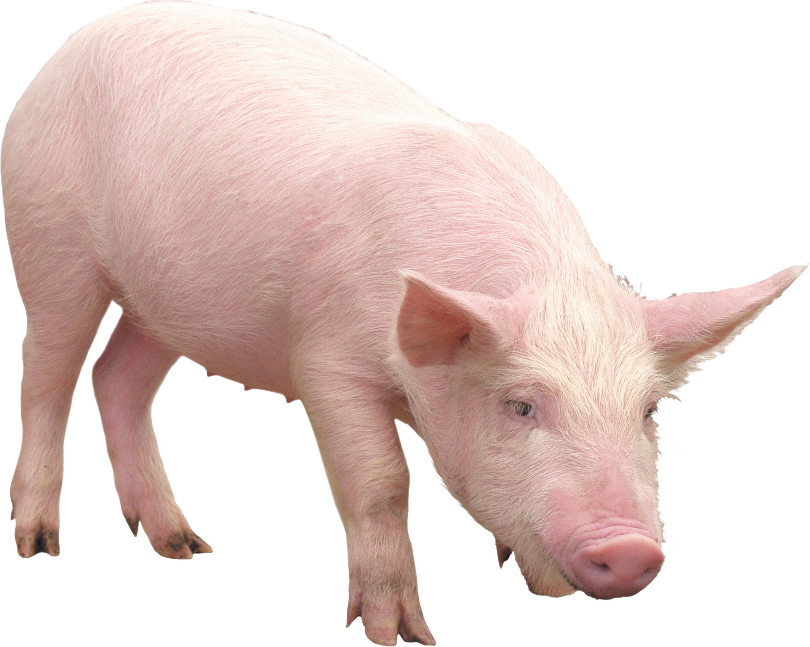 Full HD Pictures Pig 237x252