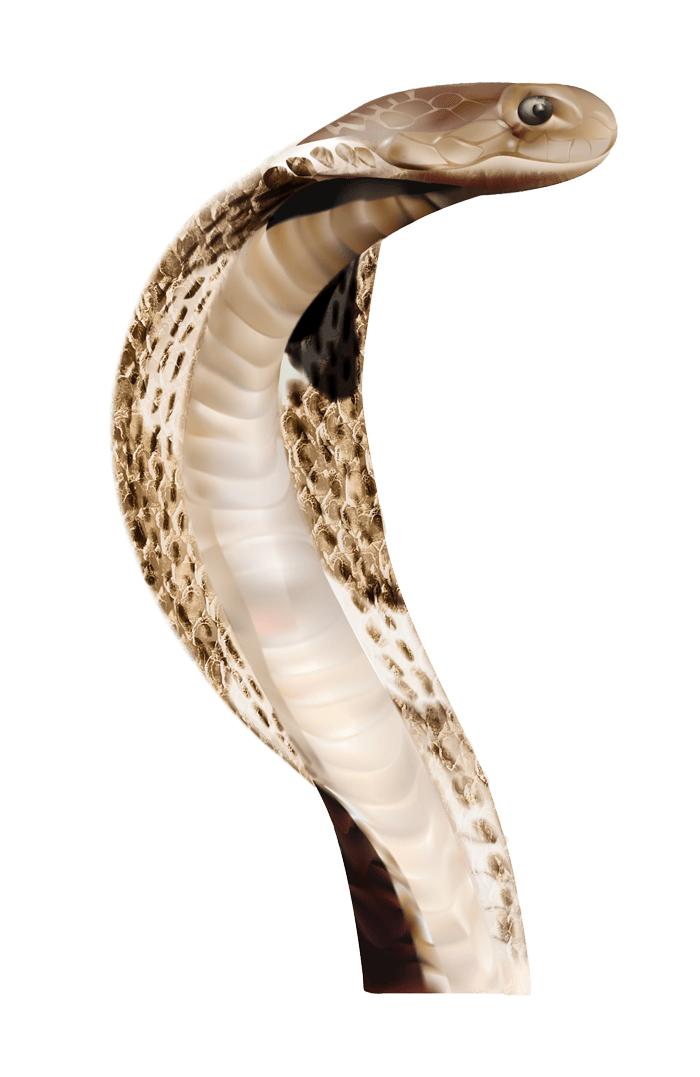 PNG HD Snake - 148728