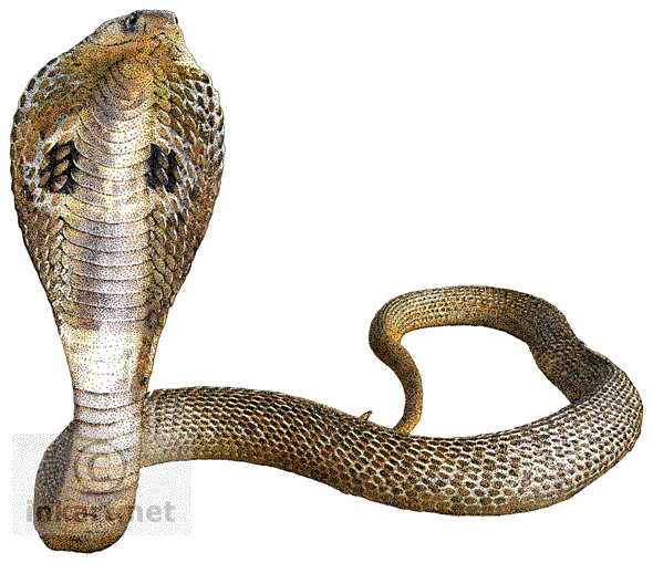 PNG HD Snake - 148727