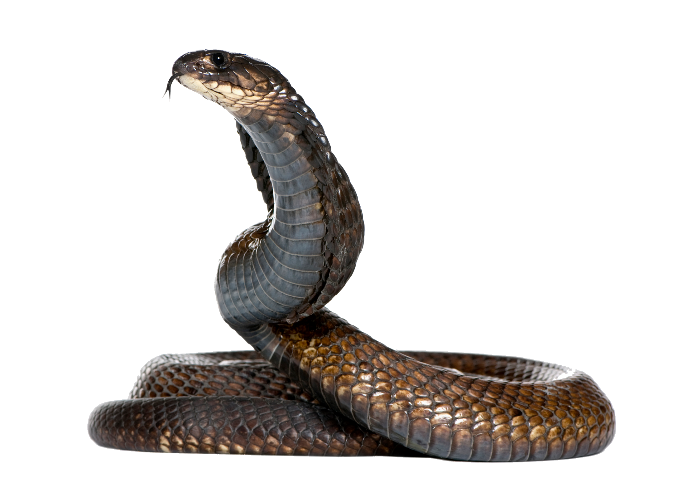 Cobra Head Snake Transparent 