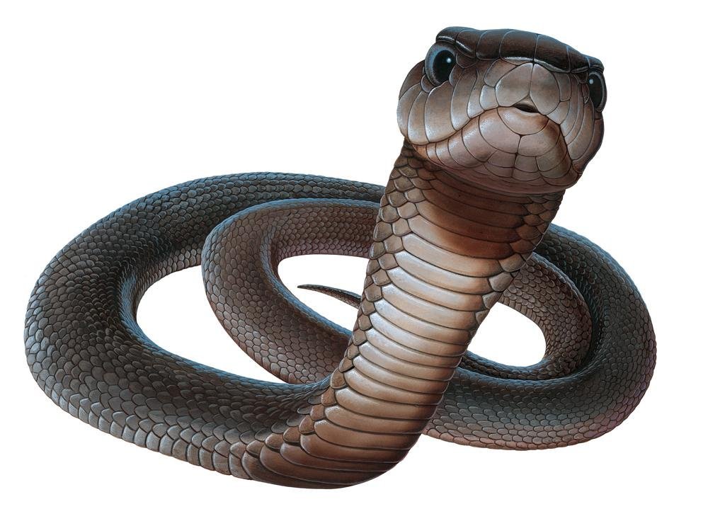 PNG HD Snake - 148729
