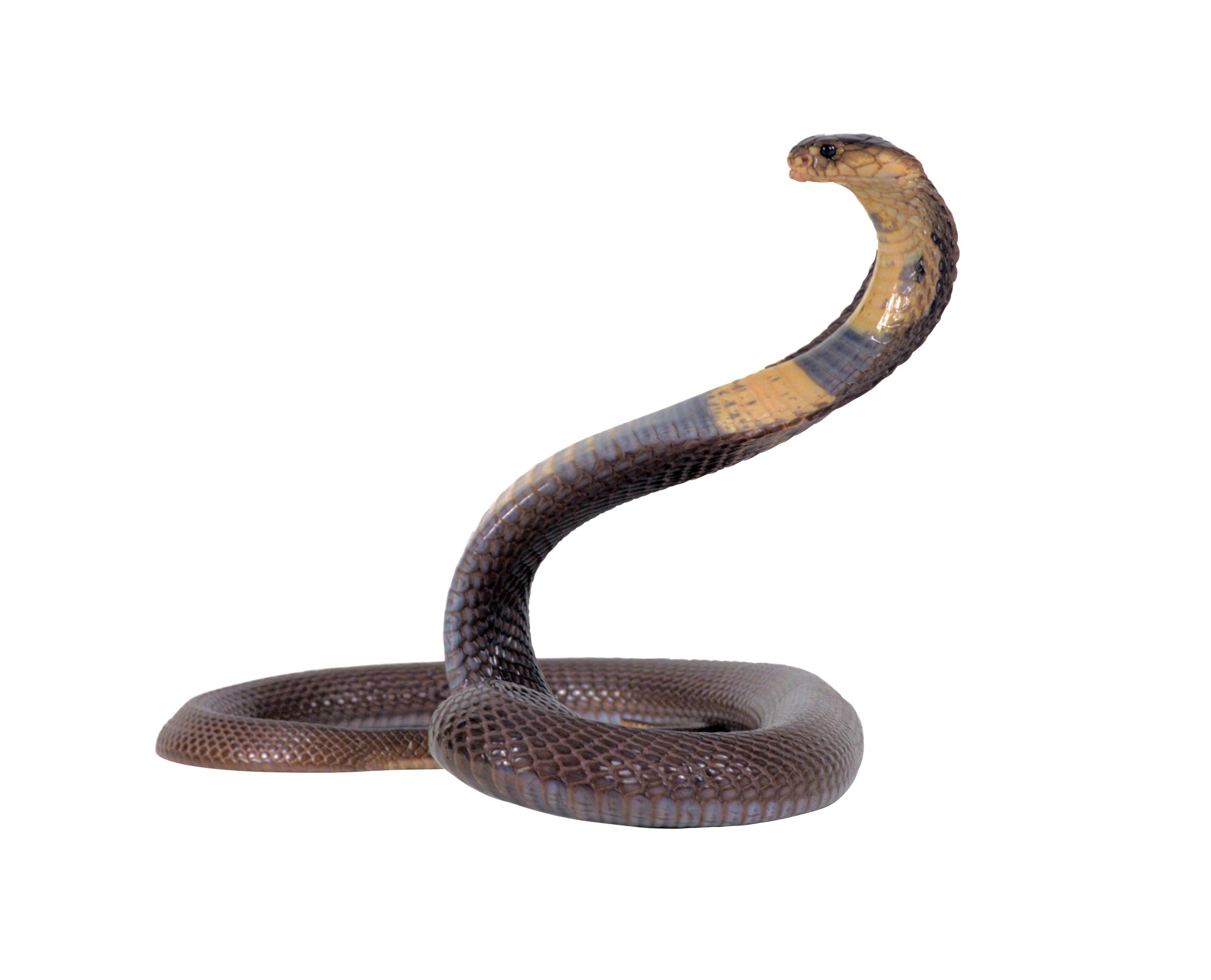 PNG HD Snake - 148719