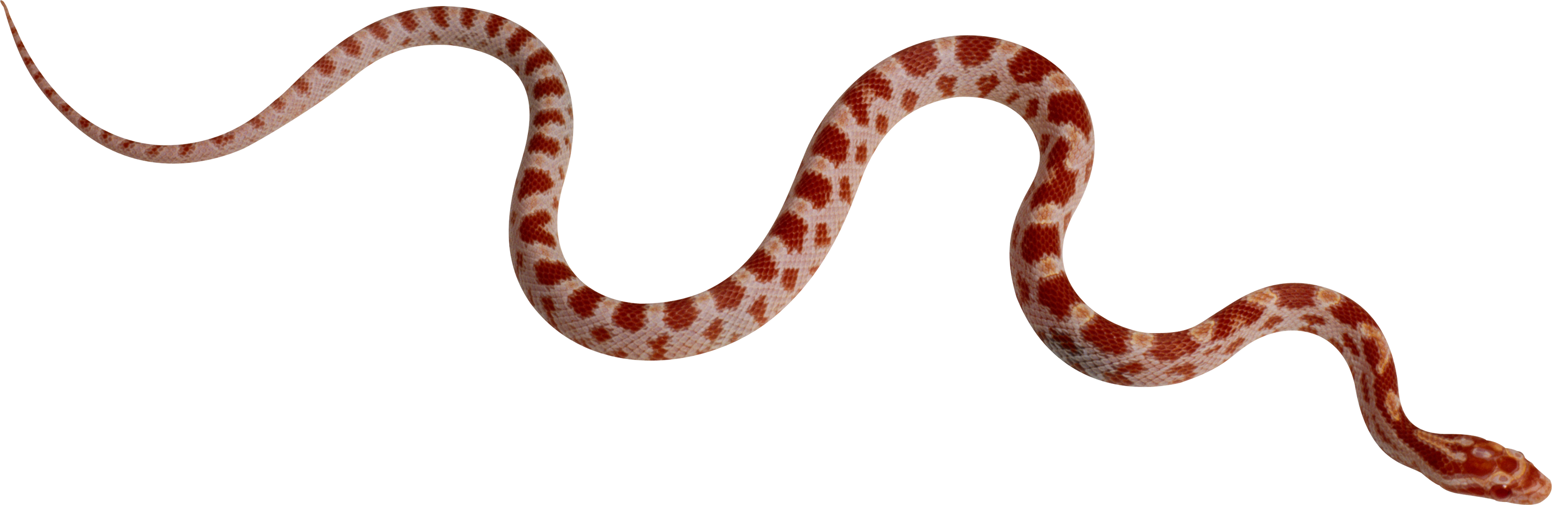 PNG HD Snake - 148722