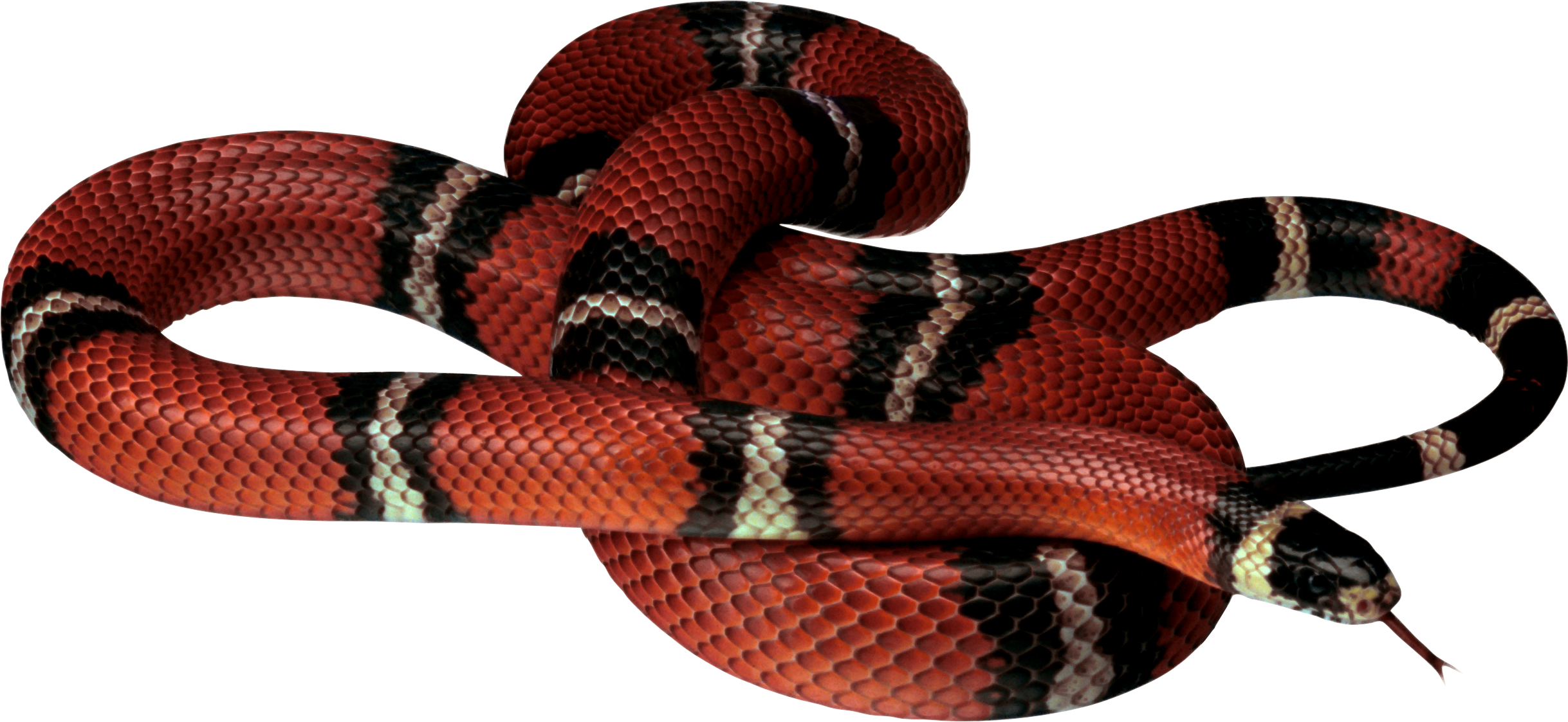 PNG HD Snake - 148726