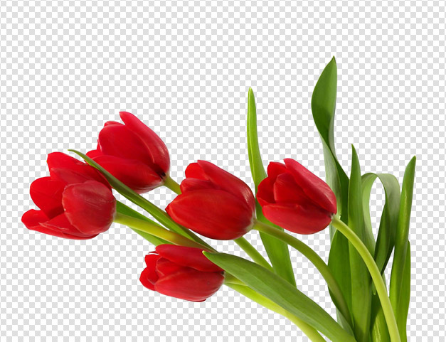 PNG HD Tulips - 152159