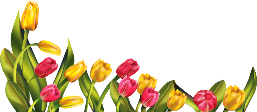PNG HD Tulips - 152170