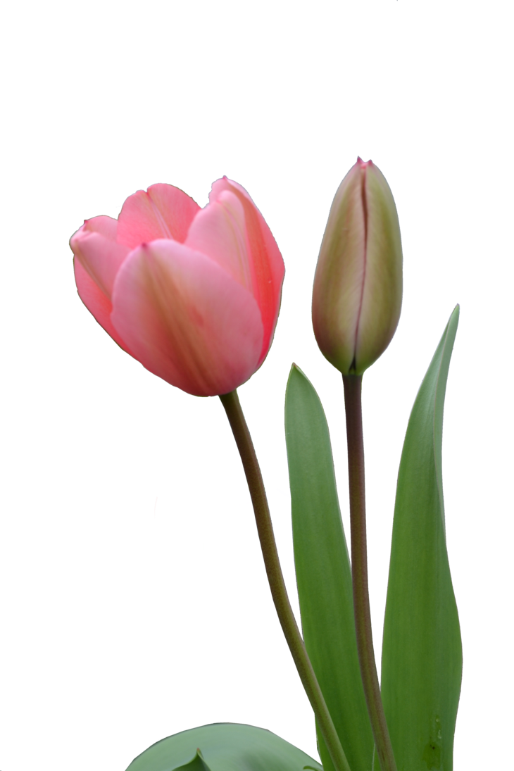 PNG HD Tulips - 152172