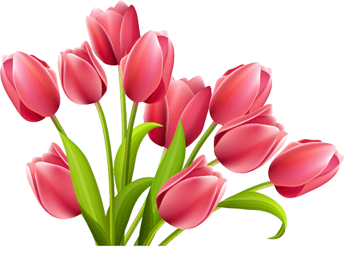 PNG HD Tulips - 152156