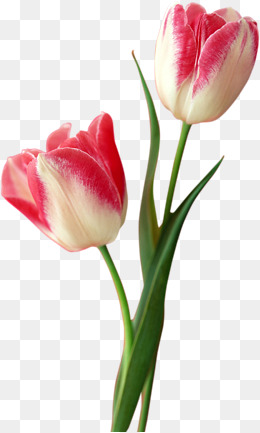 PNG HD Tulips - 152169