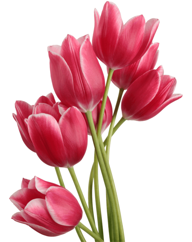 PNG HD Tulips - 152163
