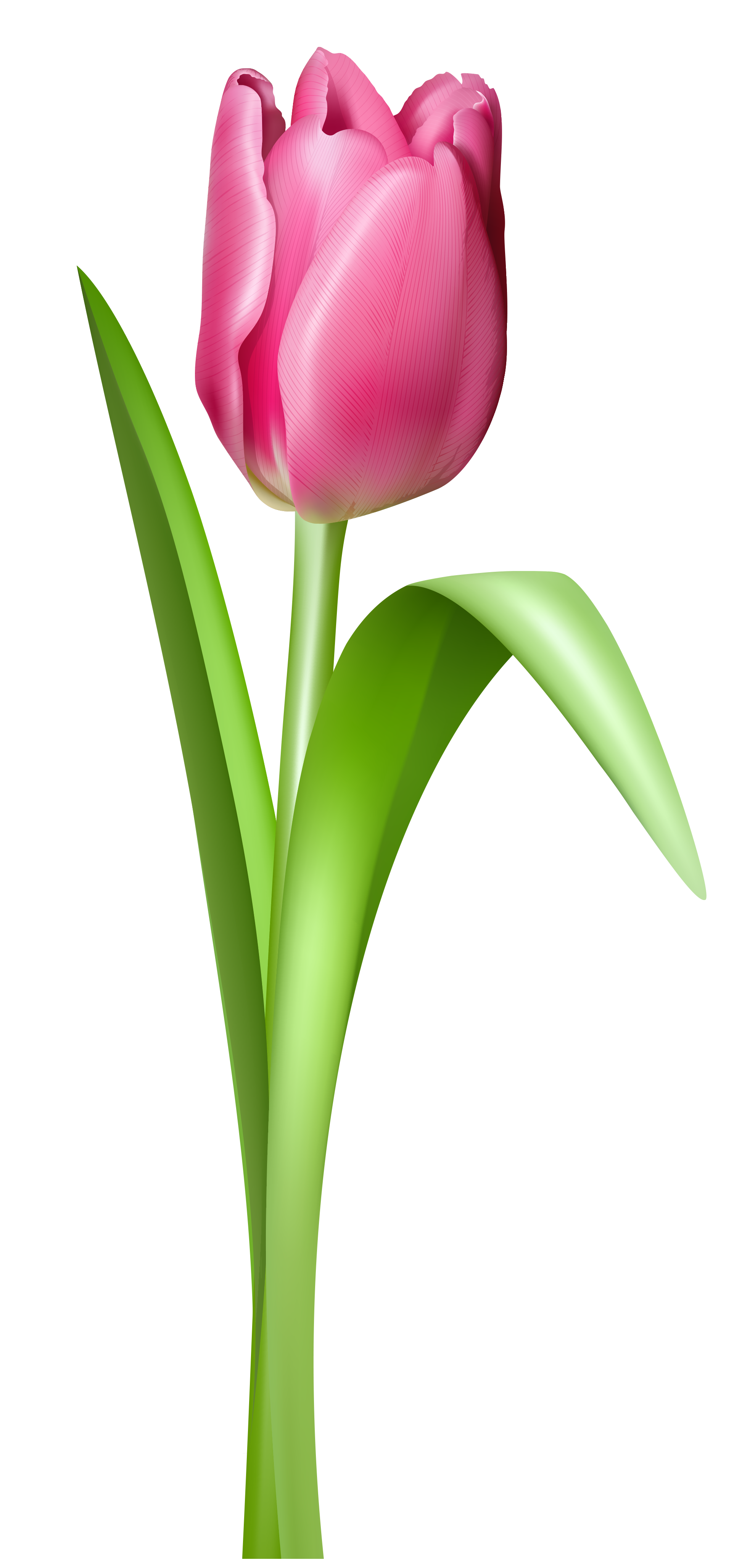 PNG HD Tulips - 152168