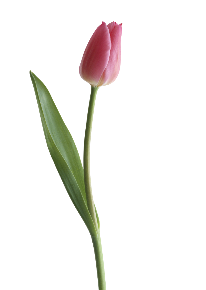 PNG HD Tulips - 152160