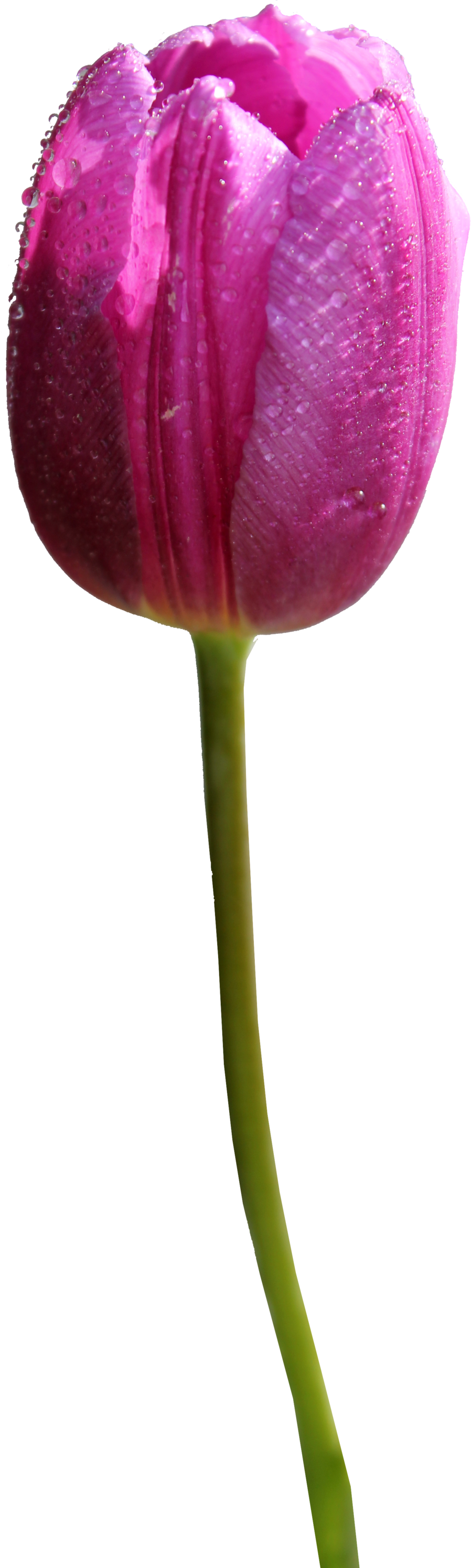 PNG HD Tulips - 152164