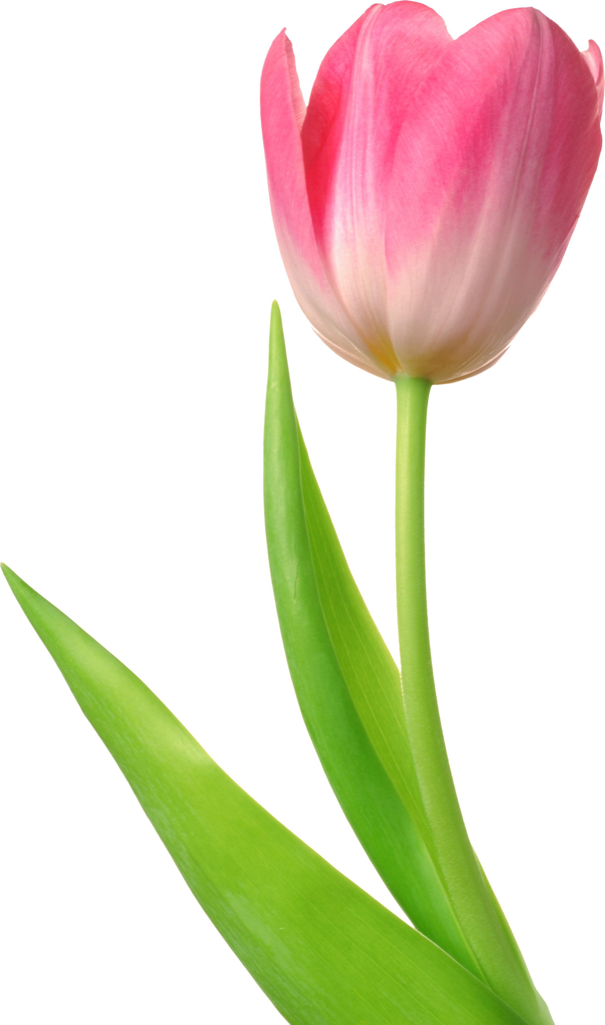 PNG HD Tulips - 152161