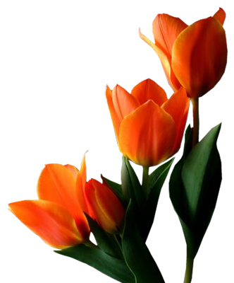 PNG HD Tulips - 152167