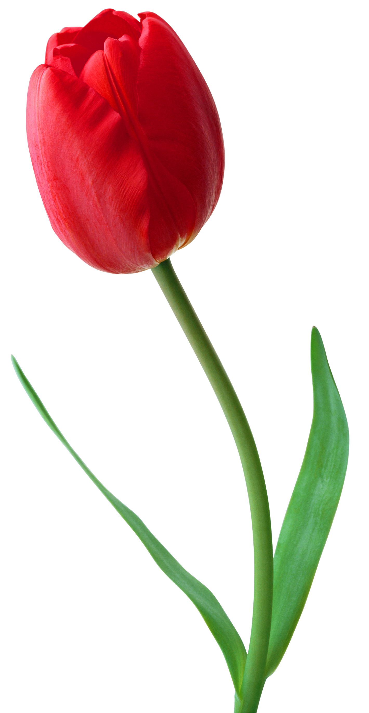 Pink Tulip Cut Out PNG Stock 