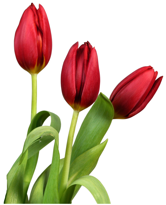 PNG HD Tulips - 152162