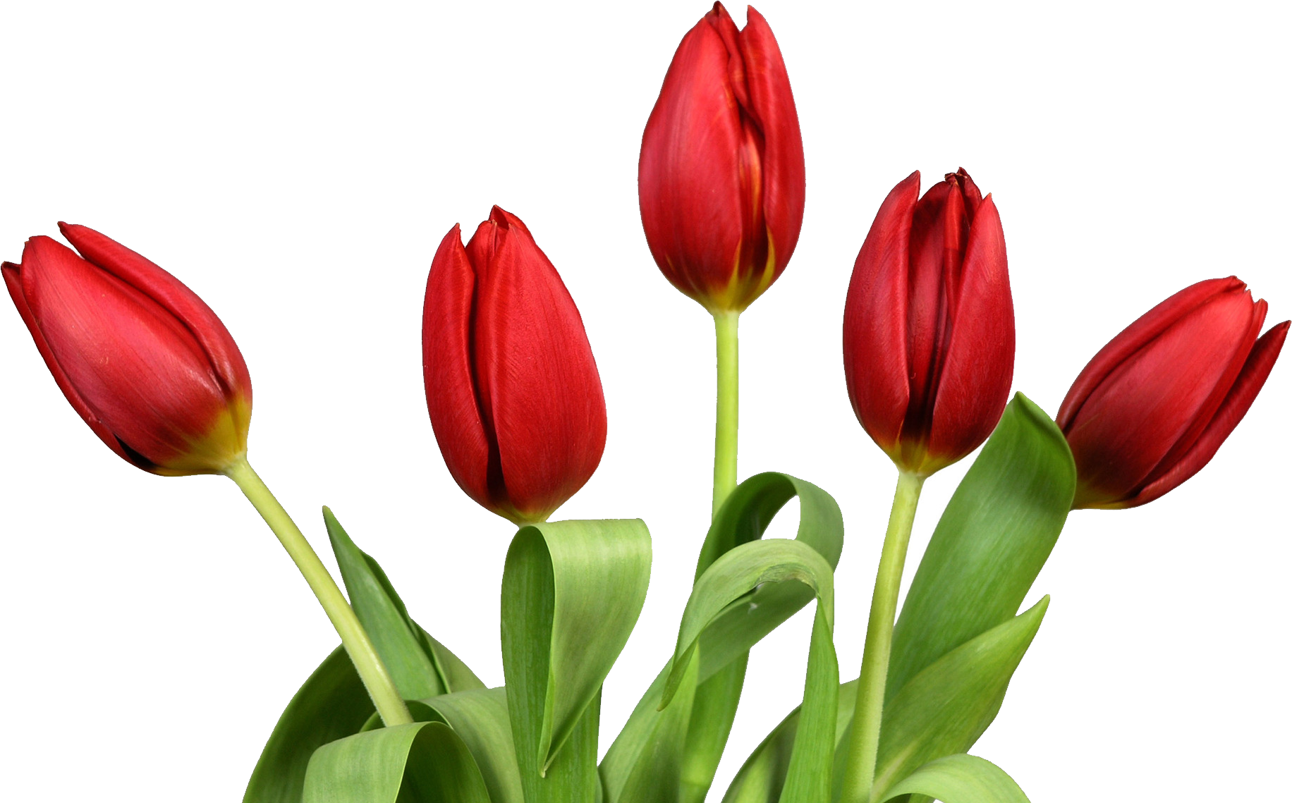 PNG HD Tulips - 152158