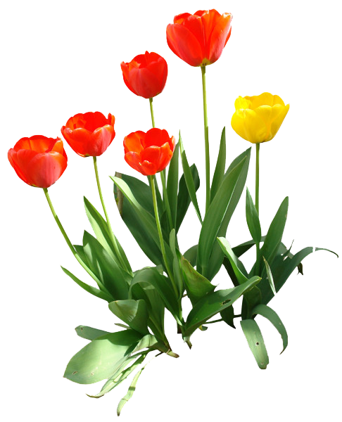 PNG HD Tulips - 152166