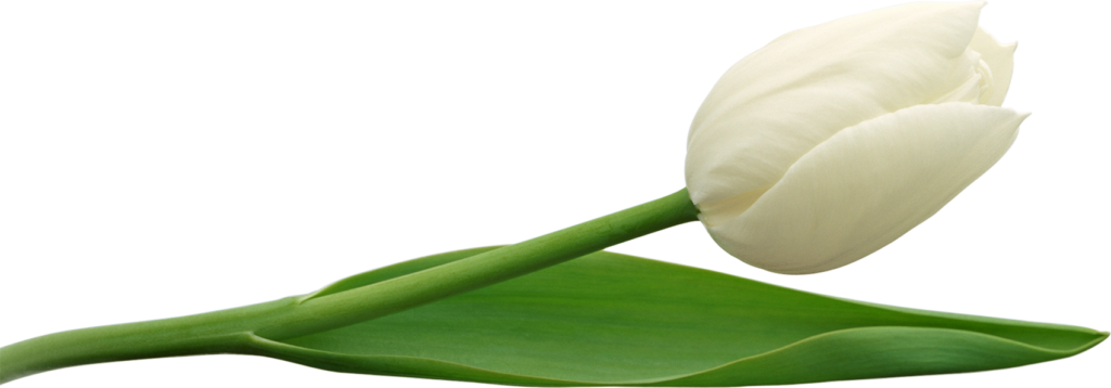 PNG HD Tulips - 152171