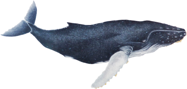 PNG HD Whale - 121906