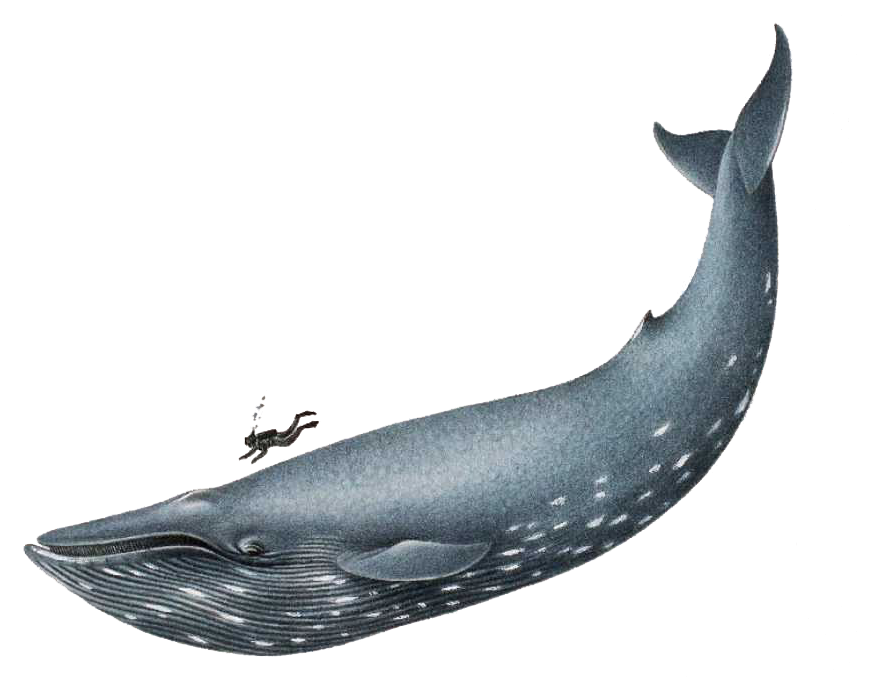 Blue Whale PNG File