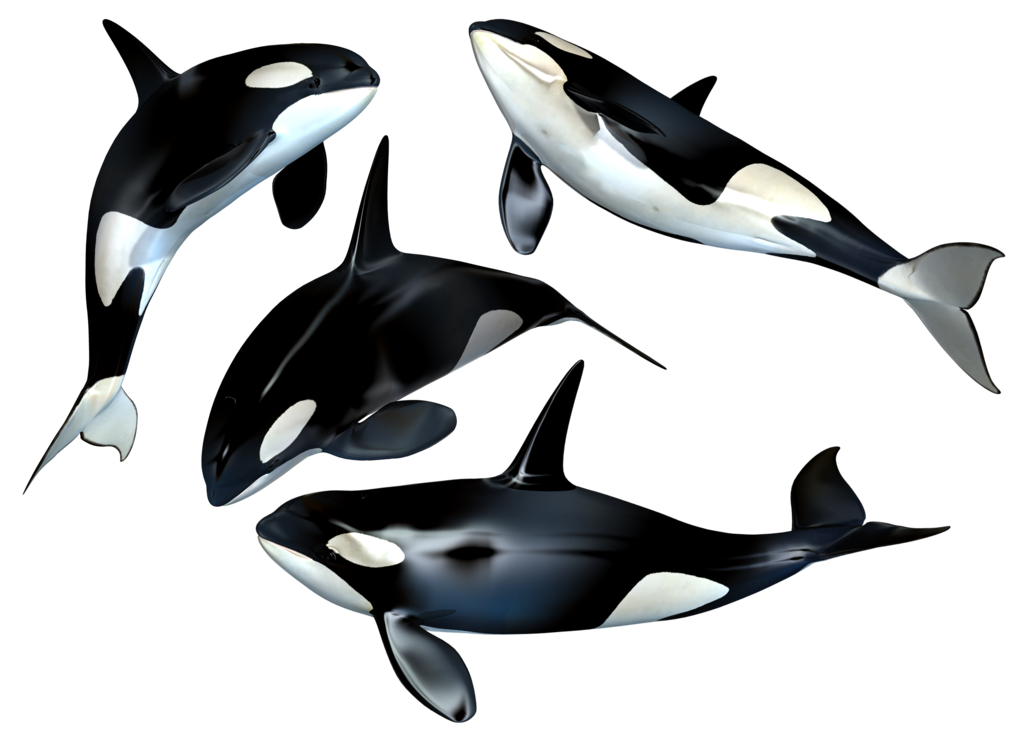 PNG HD Whale - 121898