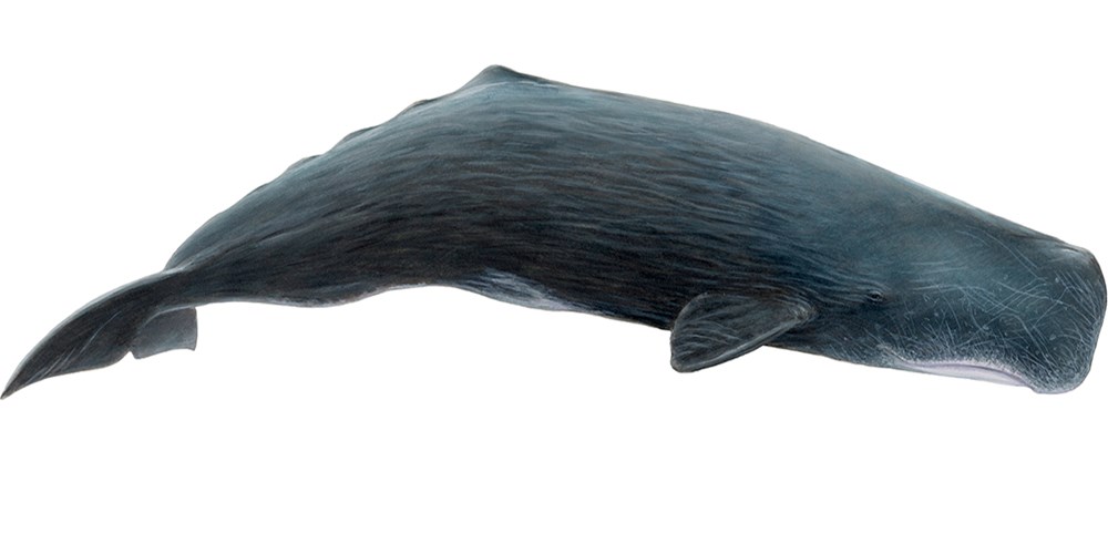Sperm whale (Physeter macroce