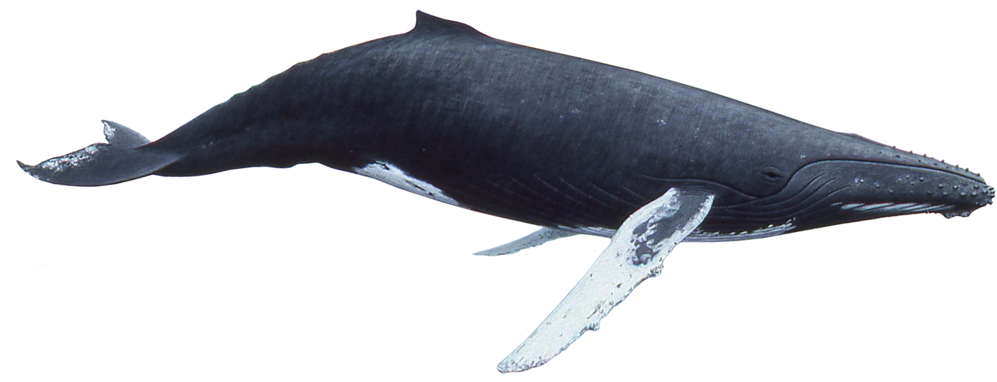 Blue Whale PNG Clipart