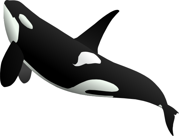 Killer Whale PNG Pic