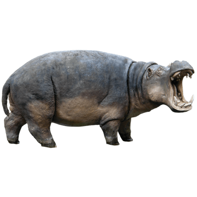 PNG Hippopotamus - 65438