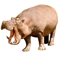 PNG Hippopotamus - 65434