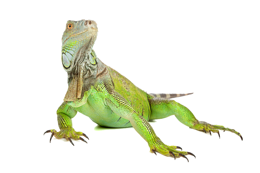 Colored Iguana by Coletonh Pl