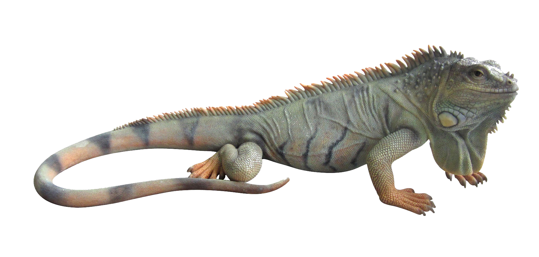 Iguana Transparent Background