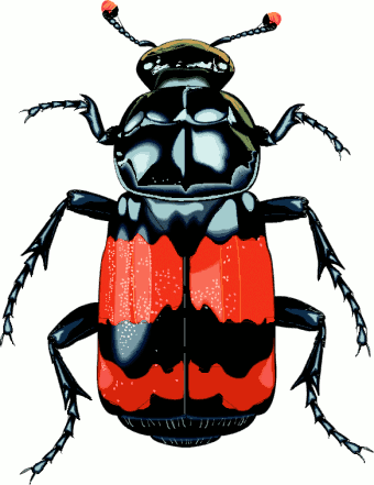 PNG Insects And Bugs - 52462