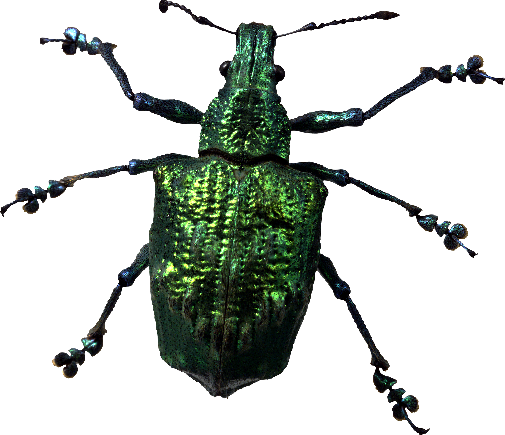 PNG Insects