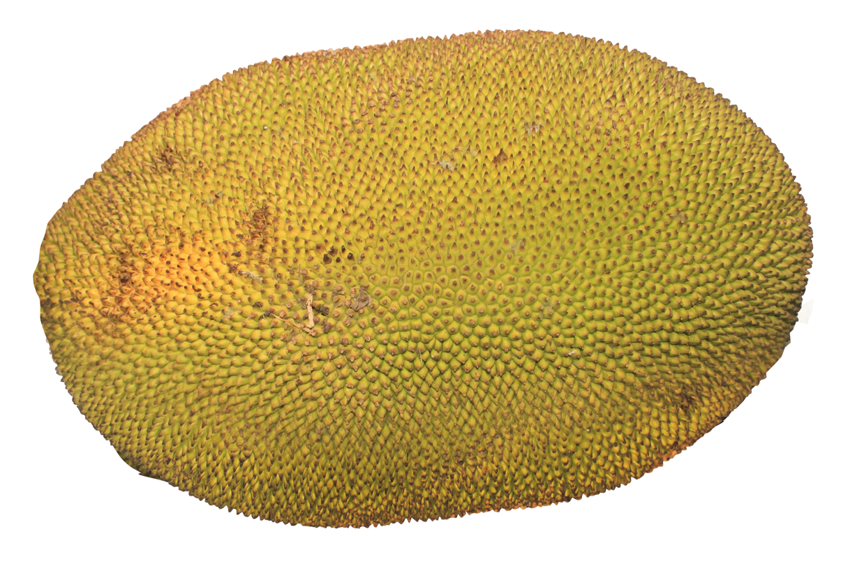 PNG Jackfruit