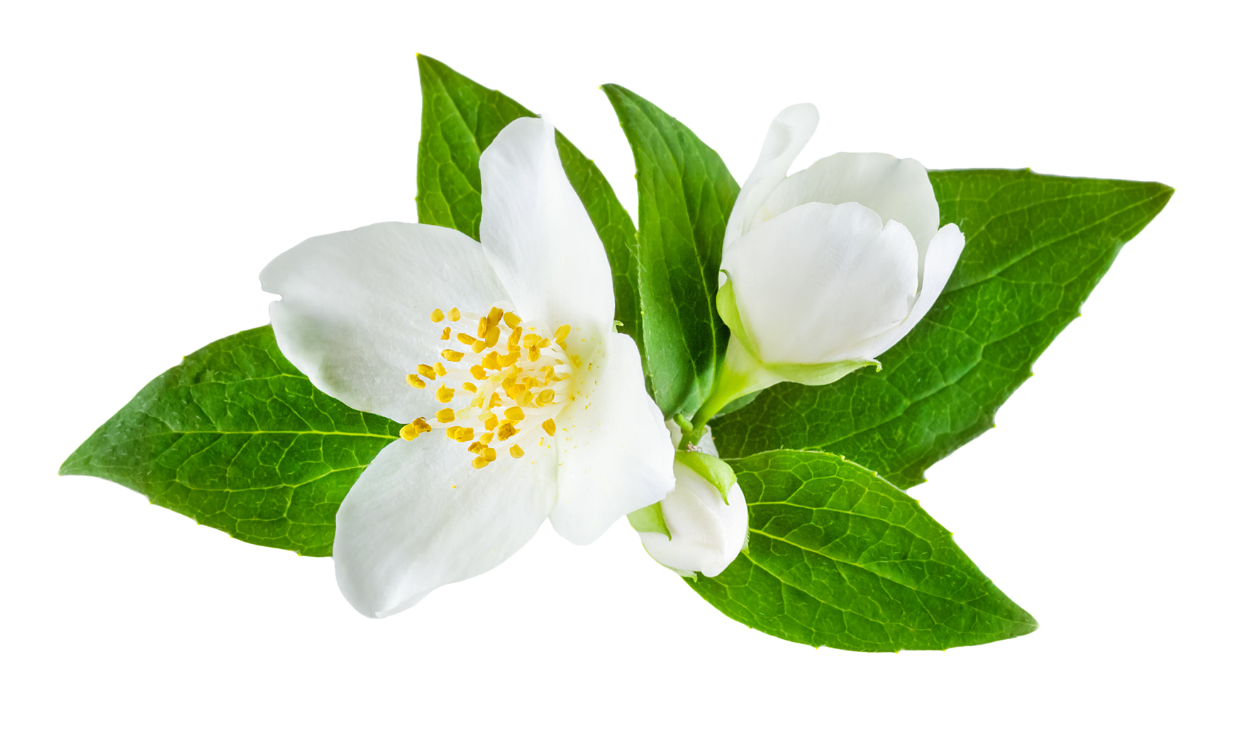 PNG Jasmine Flower - 68479